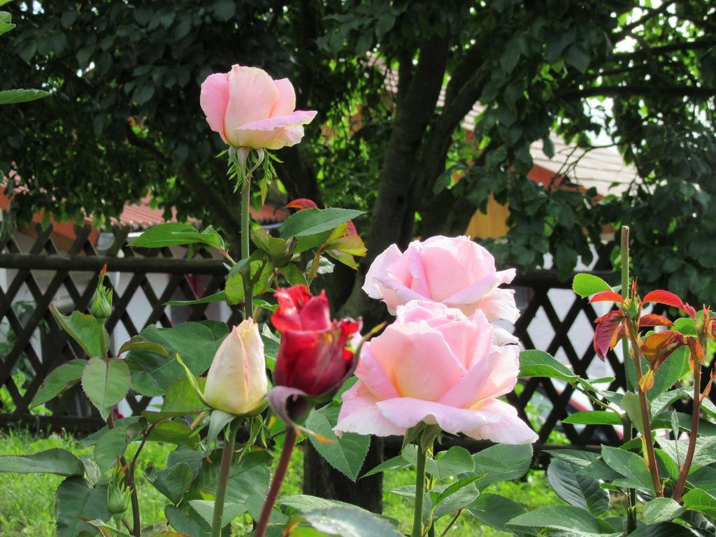Hotel Haus Orchideental Jena Dış mekan fotoğraf